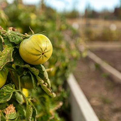 Tomato in Garden