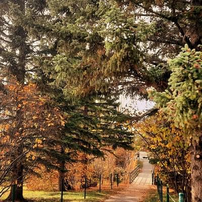 Trees and pathway fall
