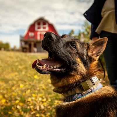 Happy Dog (Up-close)