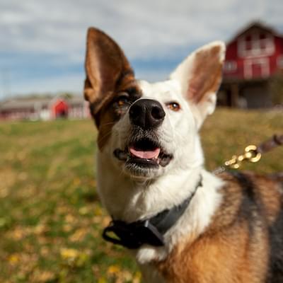 Shelley Harris and her dogs 6