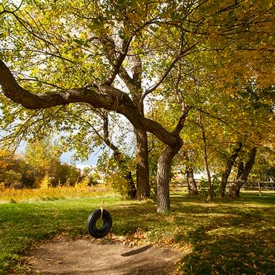 Tire swing on tree