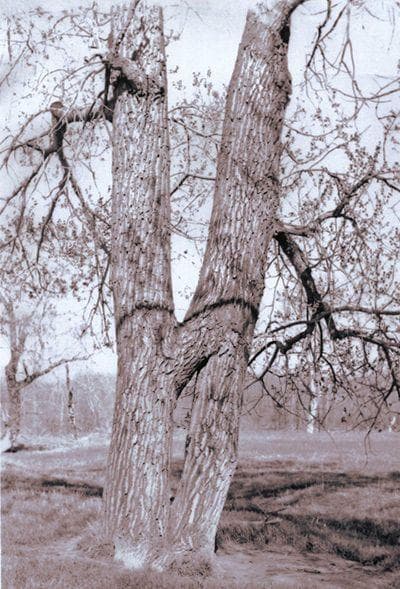 Medicine Tree
