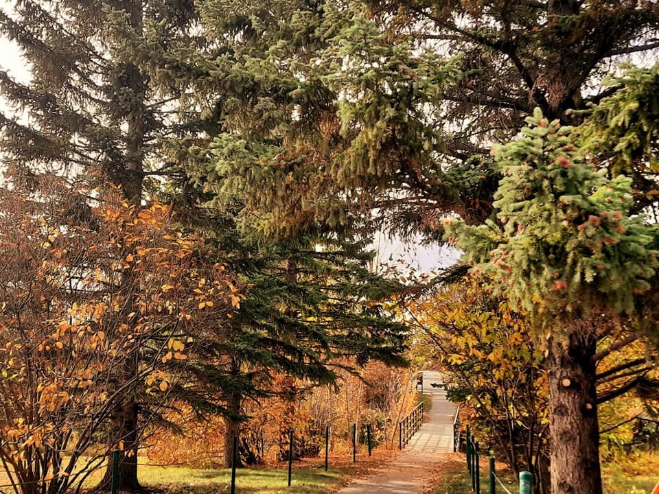 Trees