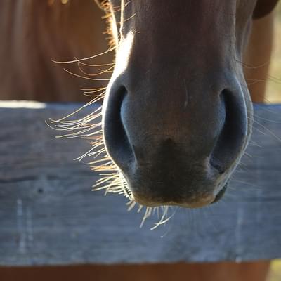 Horse at fence
