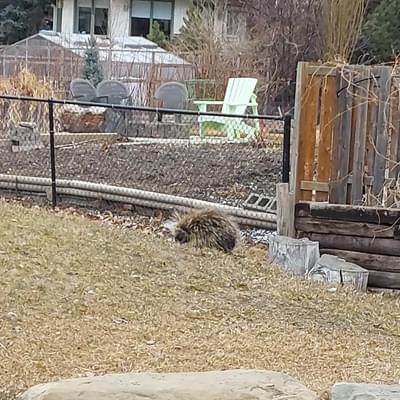 Porcupine quilbert