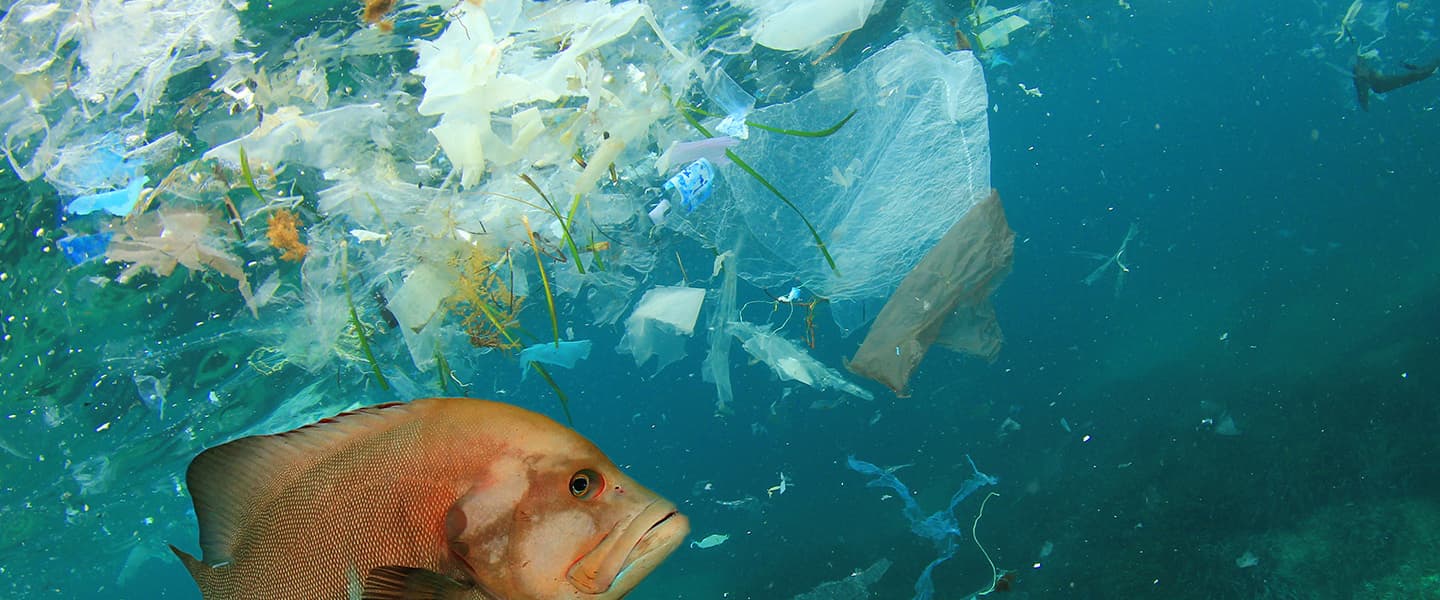 Hubbub - How the 5p carrier bag charge has helped to tackle plastic  pollution
