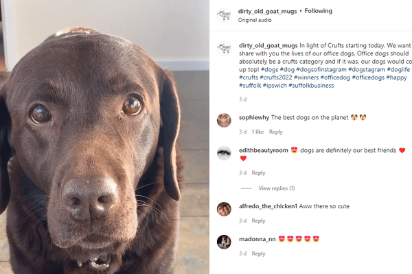 Instagram reels dogs