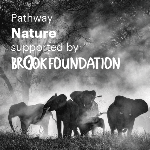 Brook Foundation Pathway Nature