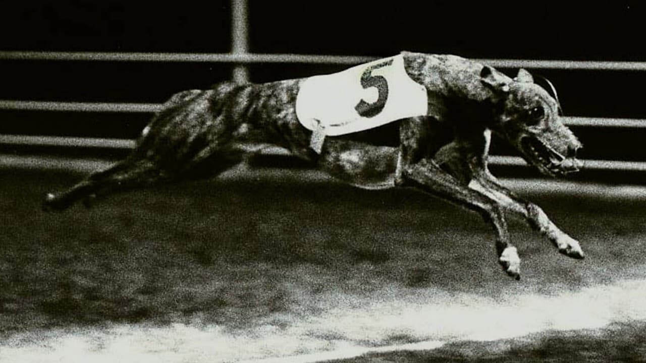 Greyhound online speed record