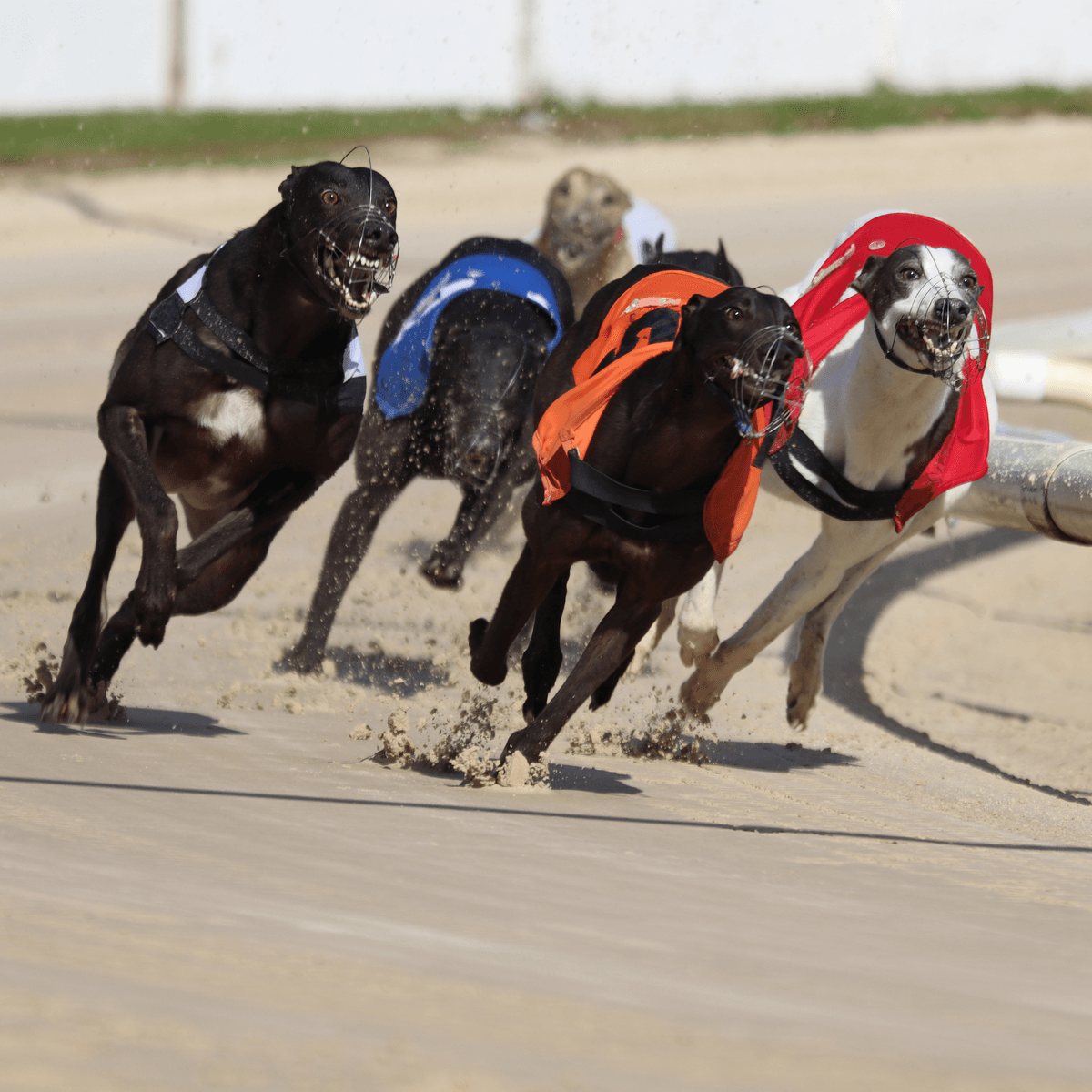 Brighton & Hove Racing Brighton & Hove Racing