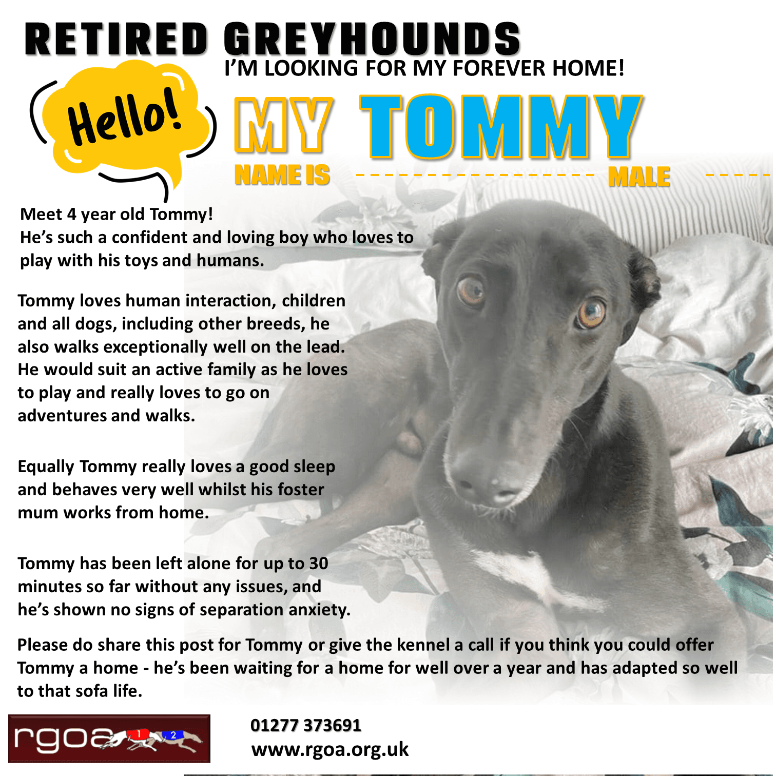 Best food for hot sale retired greyhounds uk