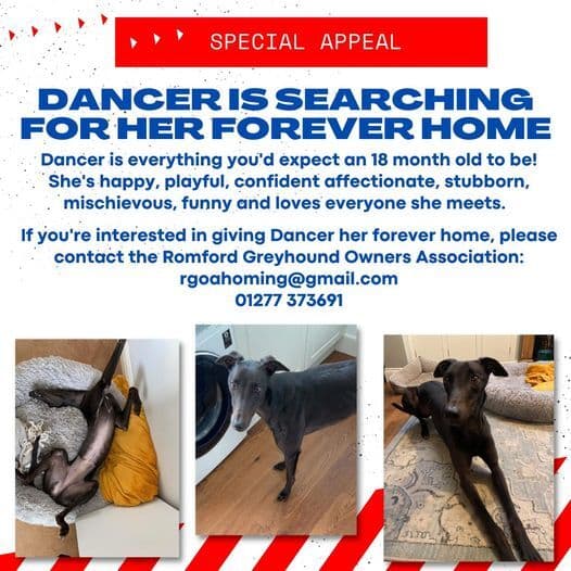 Help Dancer find her forever home!