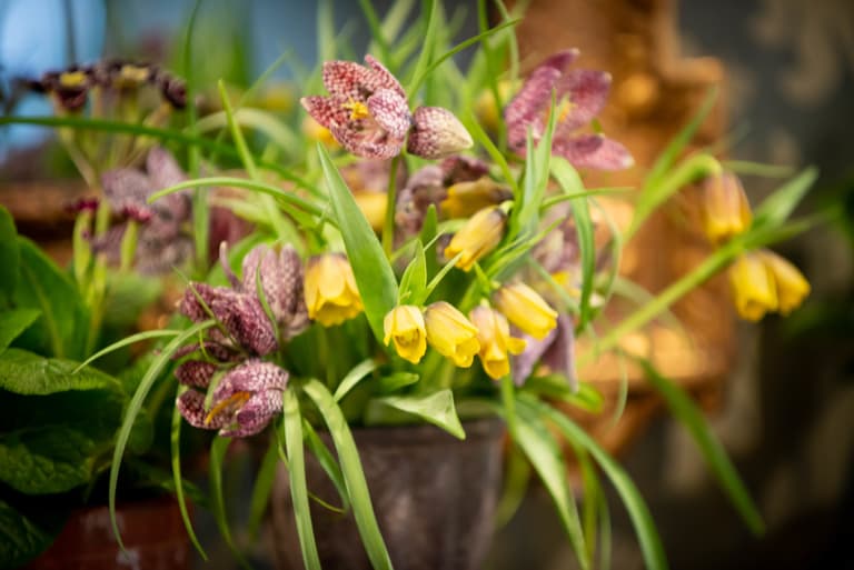 Flowers by Woodbrown