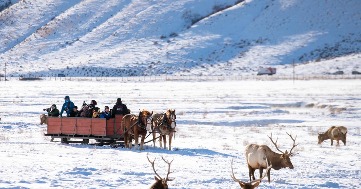 Riding Elk