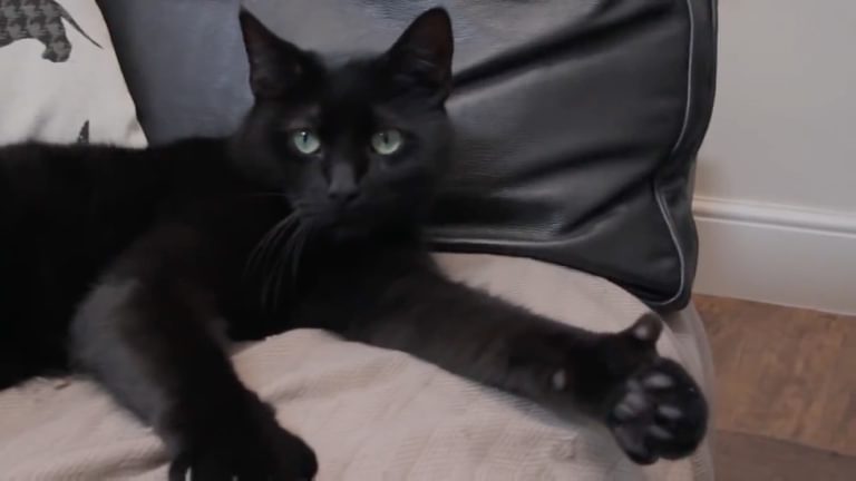 Amazing Cat Gives Thumbs Up