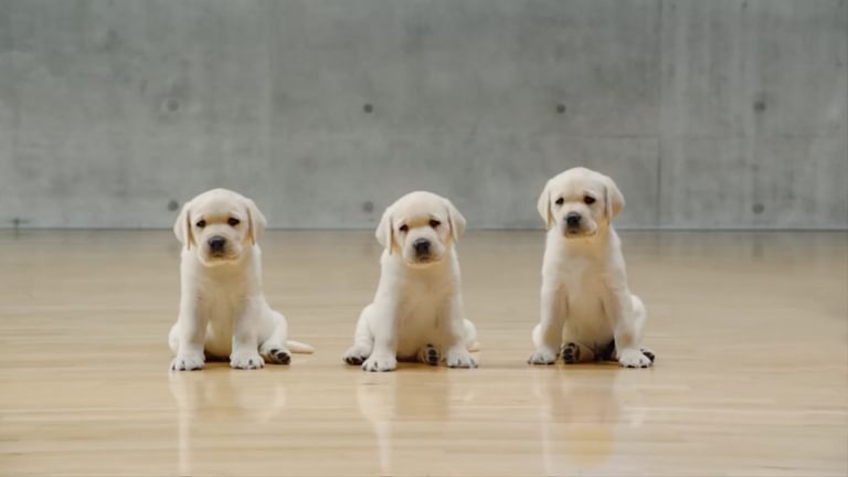 Andrex Puppy Points