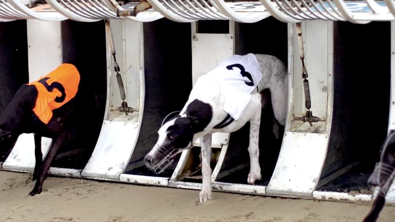 Down The Dogs