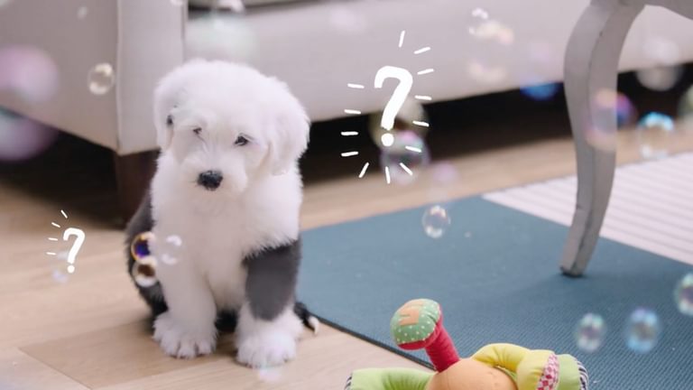 Dulux Puppies Facebook Live Promo