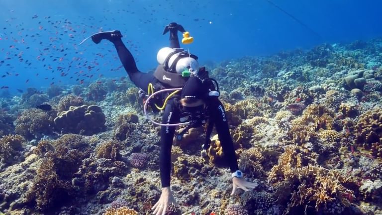 Egypt Tourism Diving In Marsa Alam