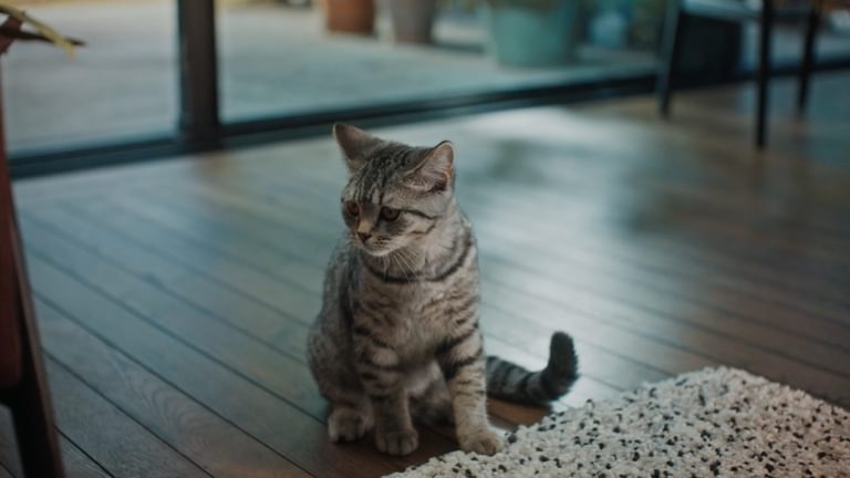 Whiskas Inside Or Outside