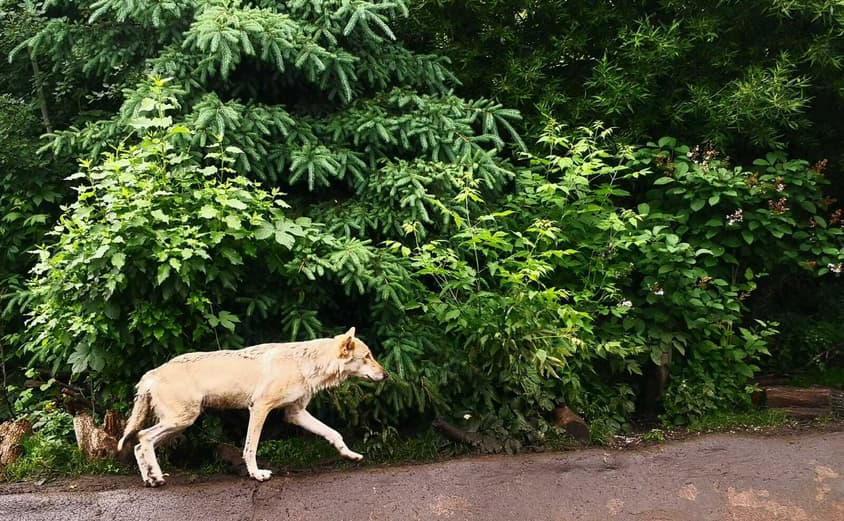 PHOTO 2021 06 18 08 36 45