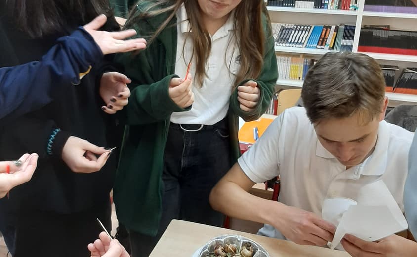 Secondary eating snails 2