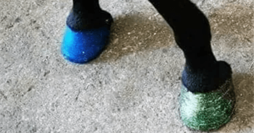 Hoof painted blue Hoof painted blue