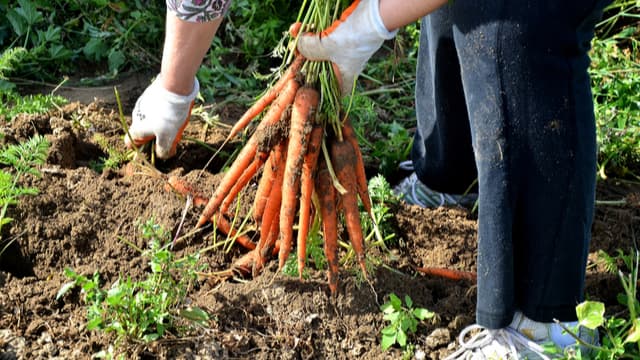 Food Insecurity Veterans