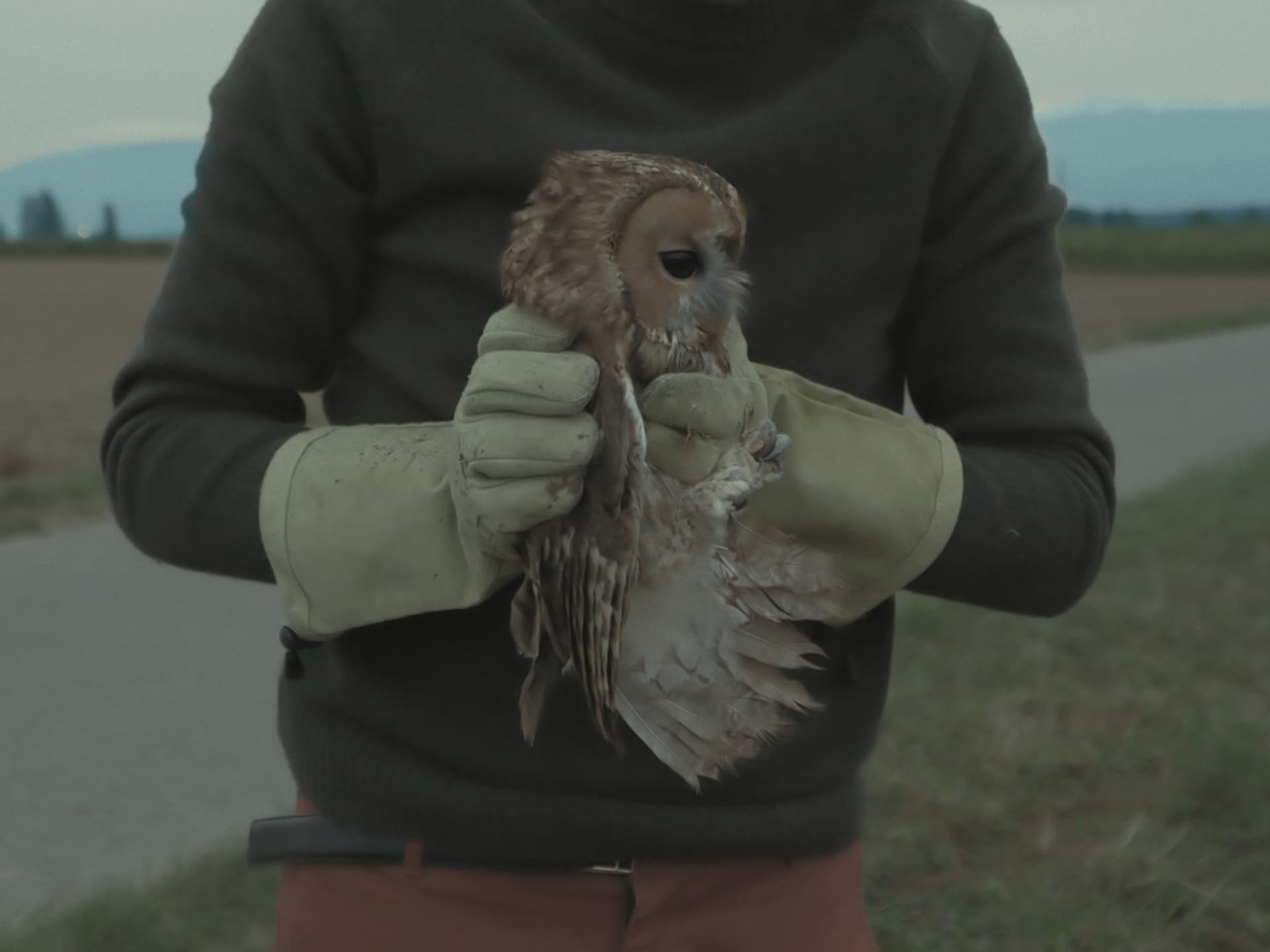 1 still Ile Oiseaux chouette Dans Mains Bird Island