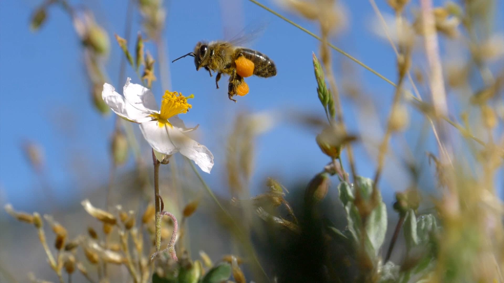2019-10-Randi-Nygard-Bie_lys Kjersti