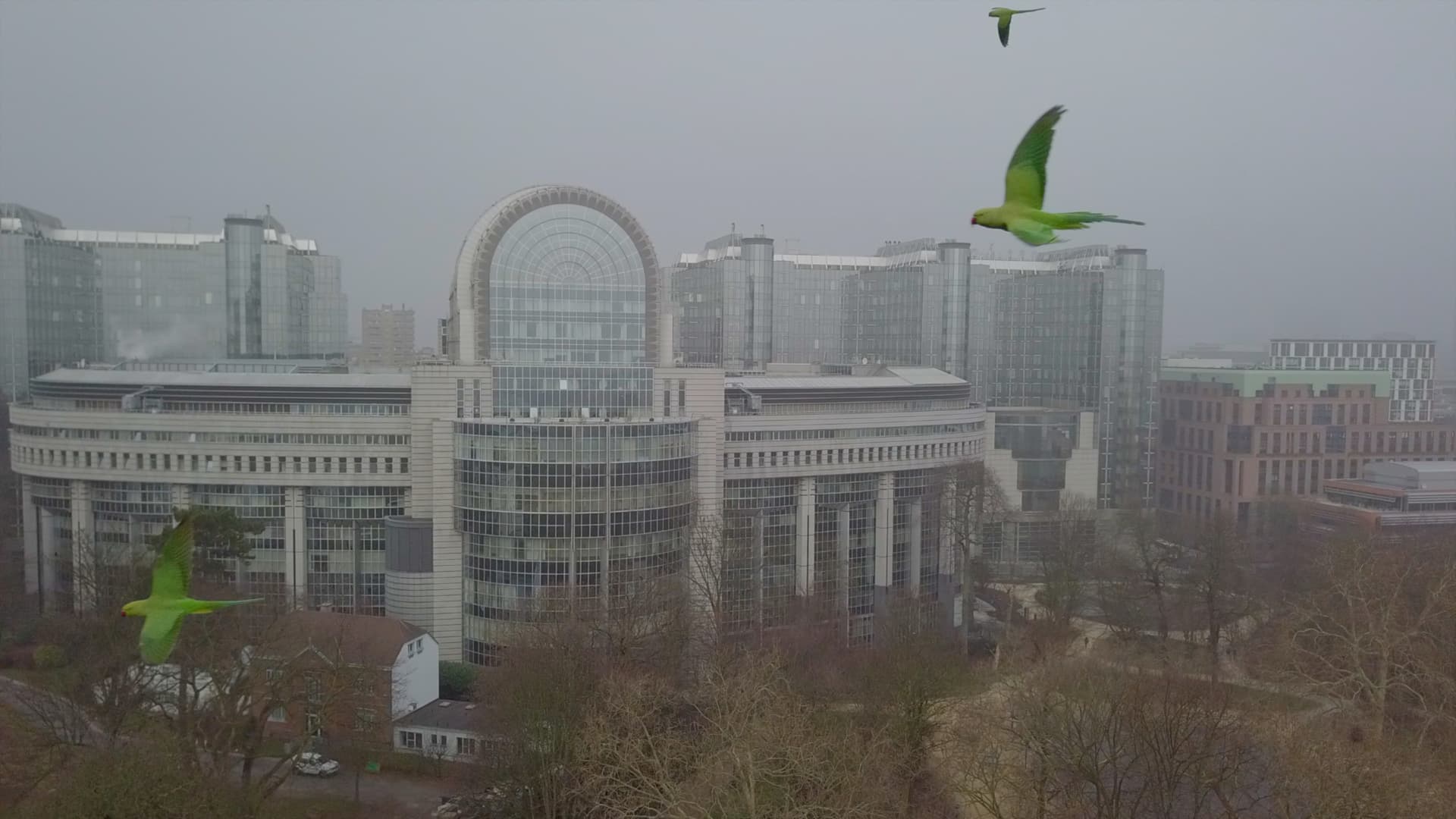 Bondefanget Parrot brussels 2