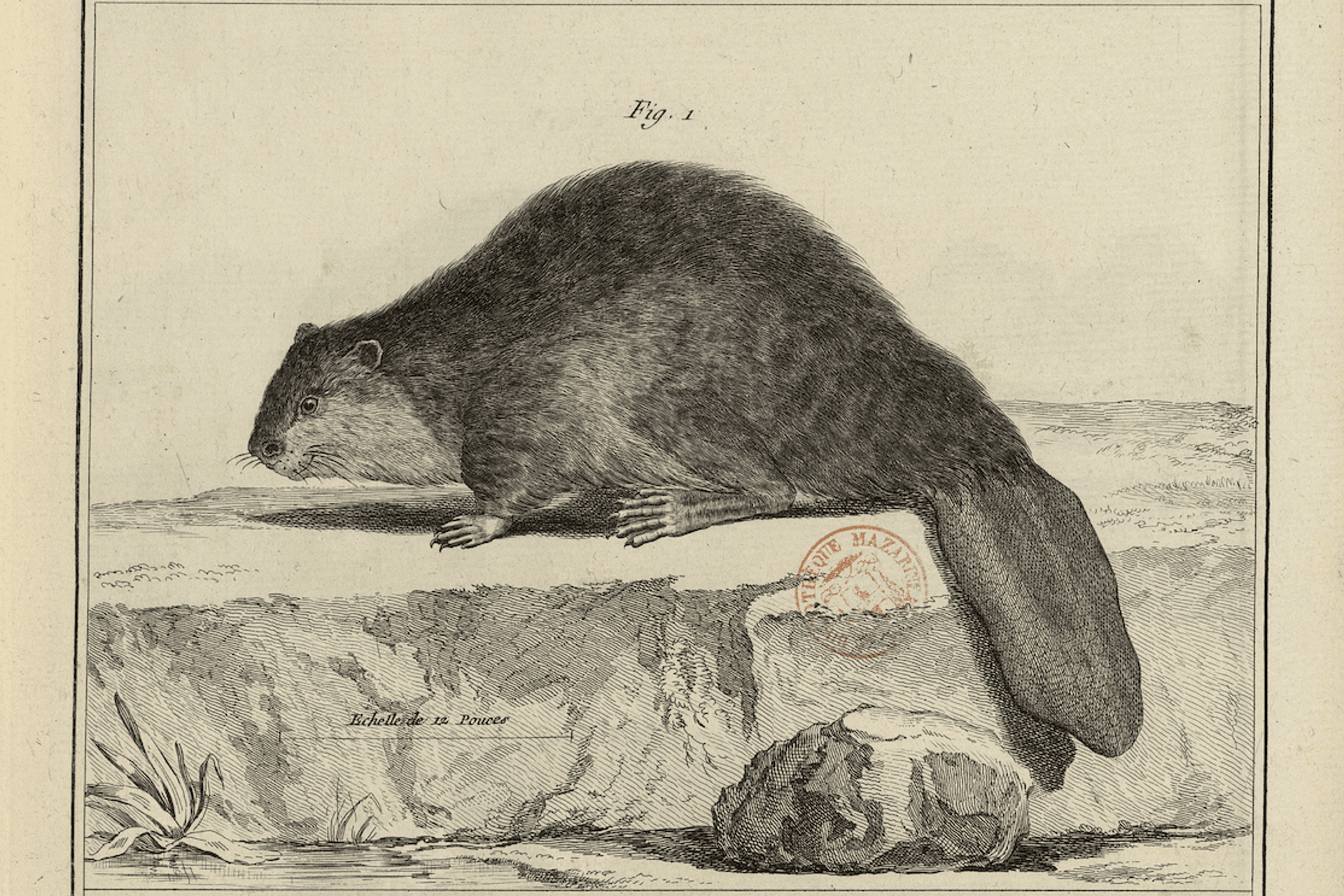 Castor