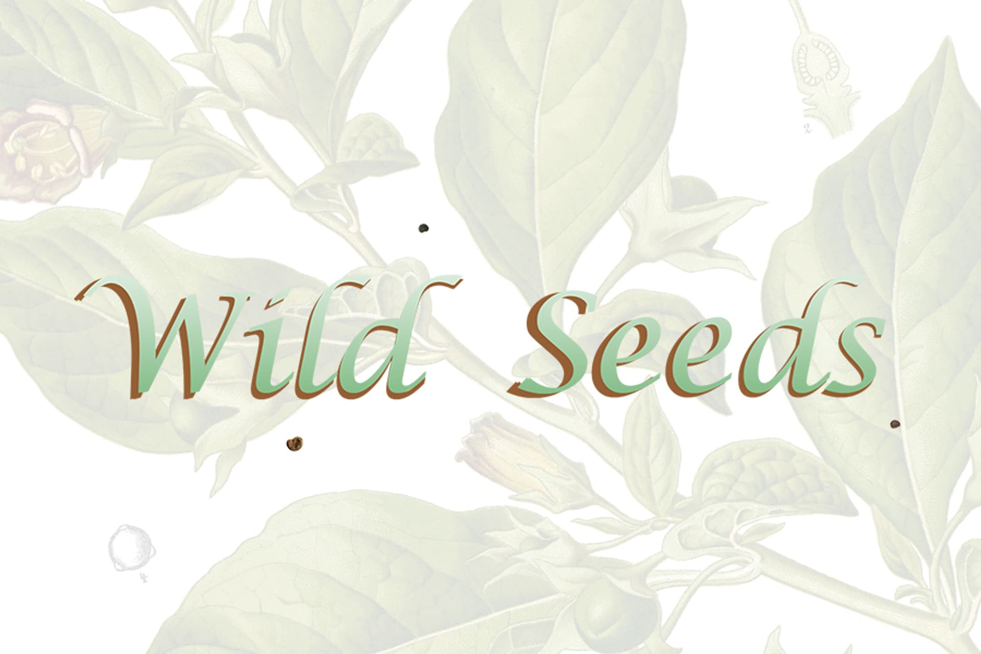 Wild Seeds promobilde