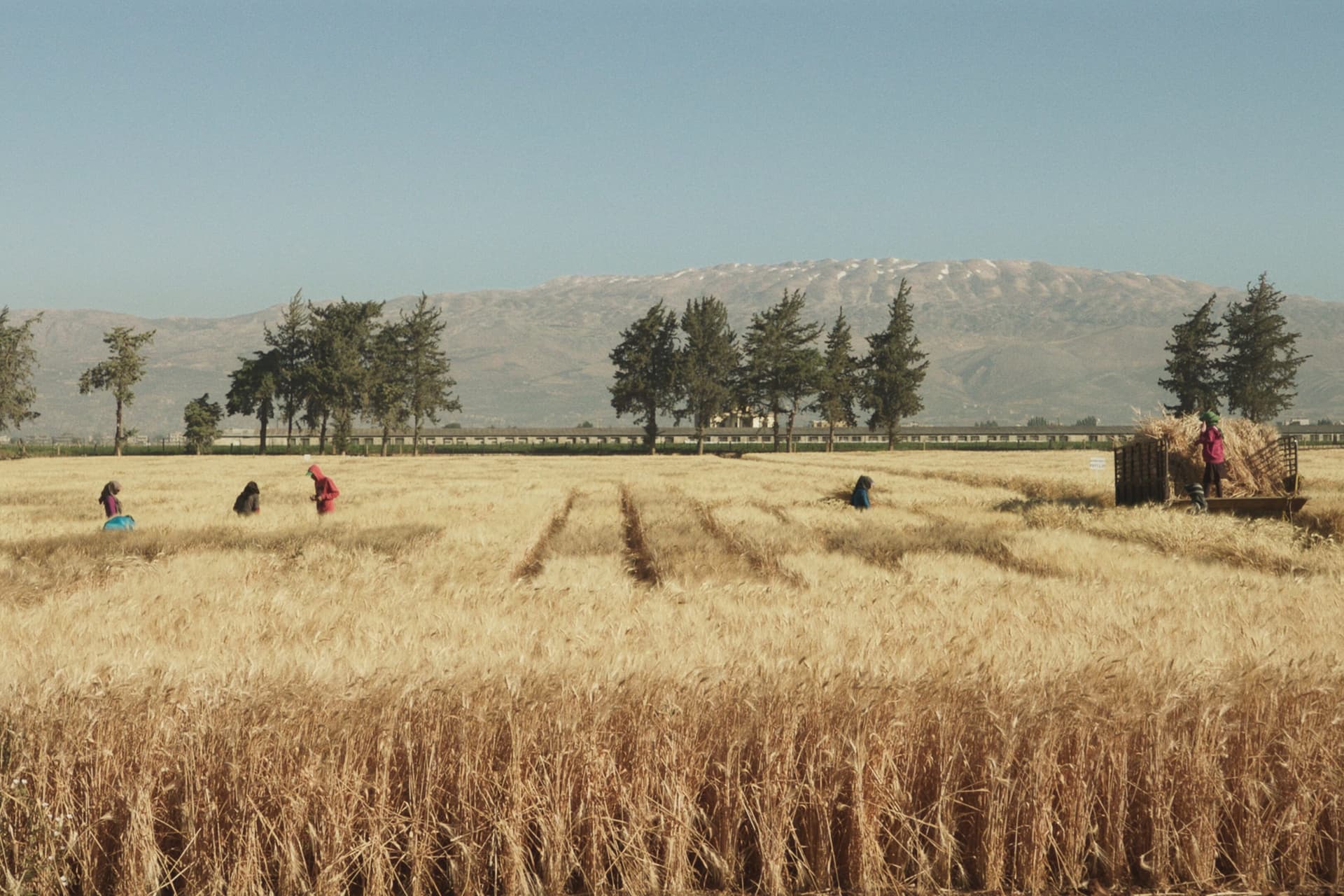 Wild Relatives ICARDA Harvest