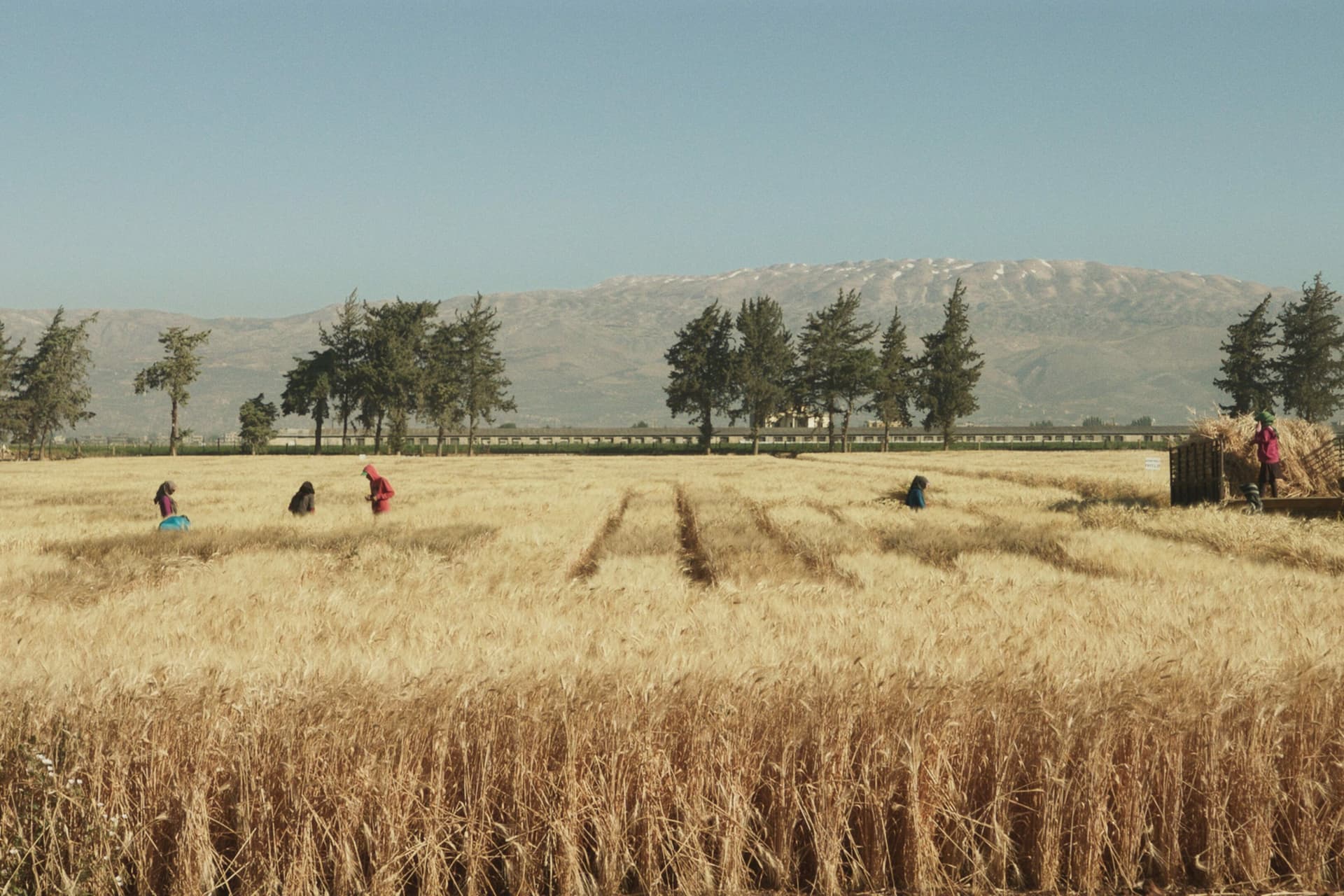 Wild Relatives ICARDA Harvest