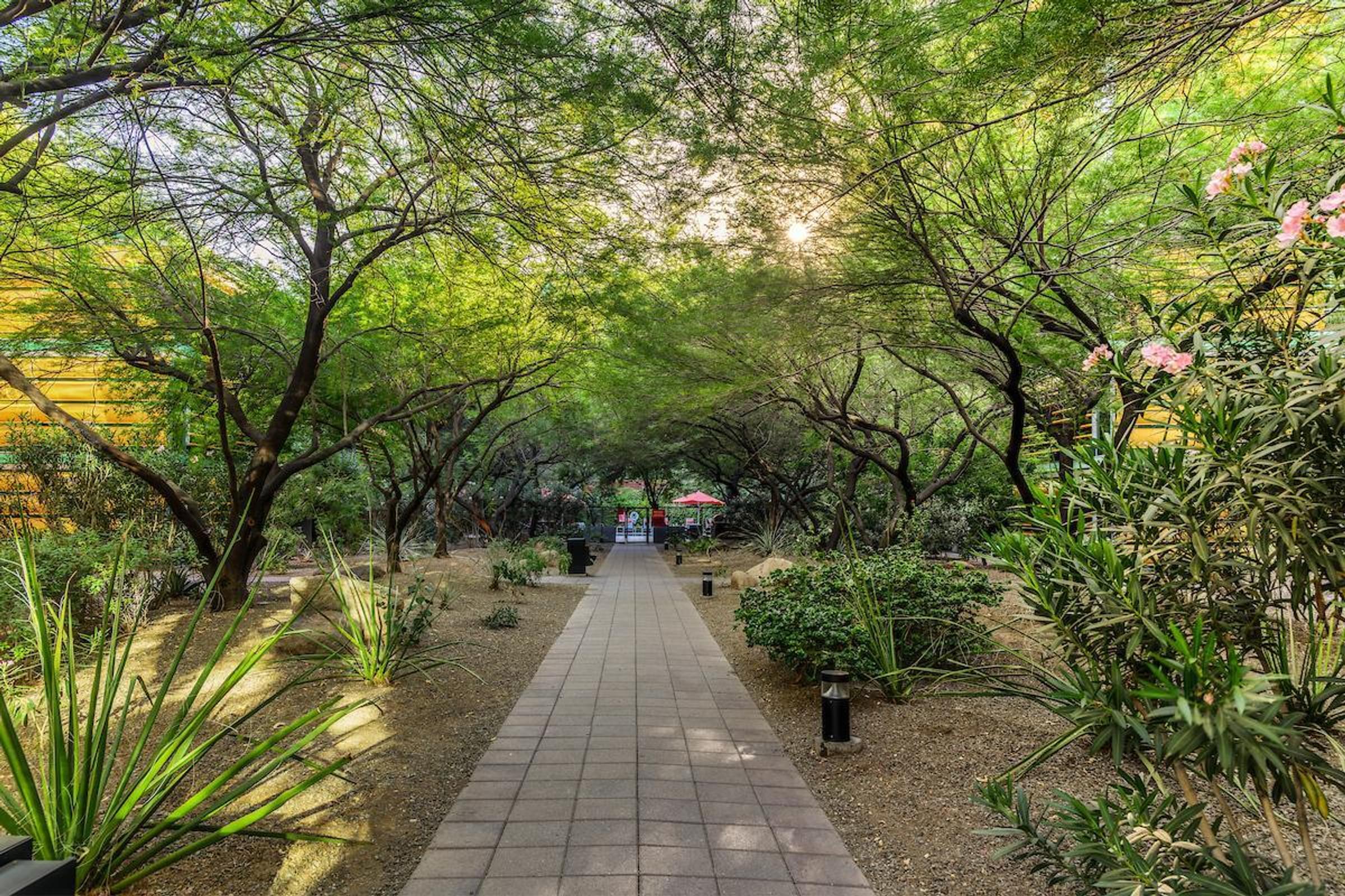 Optima Sonoran Village apartments shaded pathway lined with green trees and plants, leading to a bright area with red umbrellas in the distance.