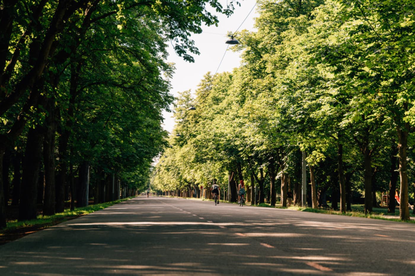 Road lined with trees