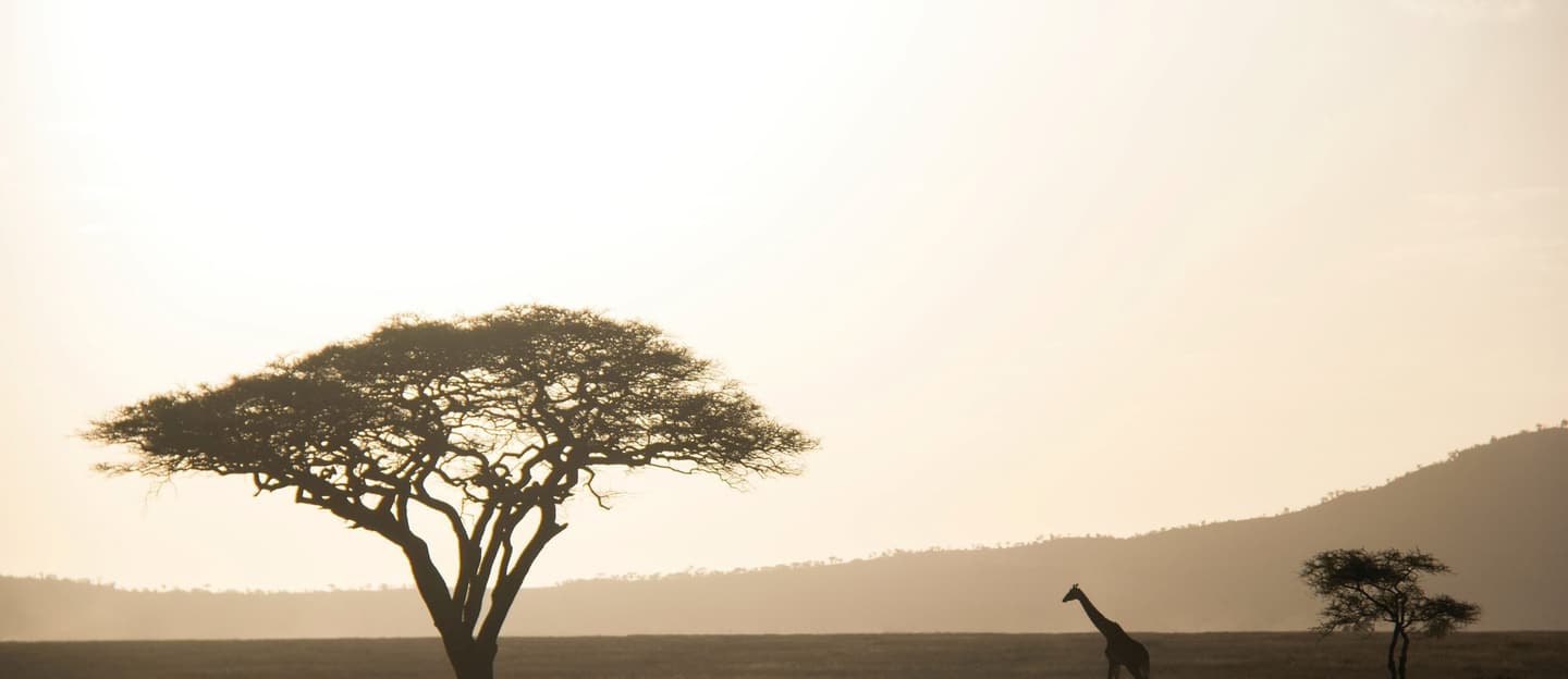 African plains with tree and giraffe
