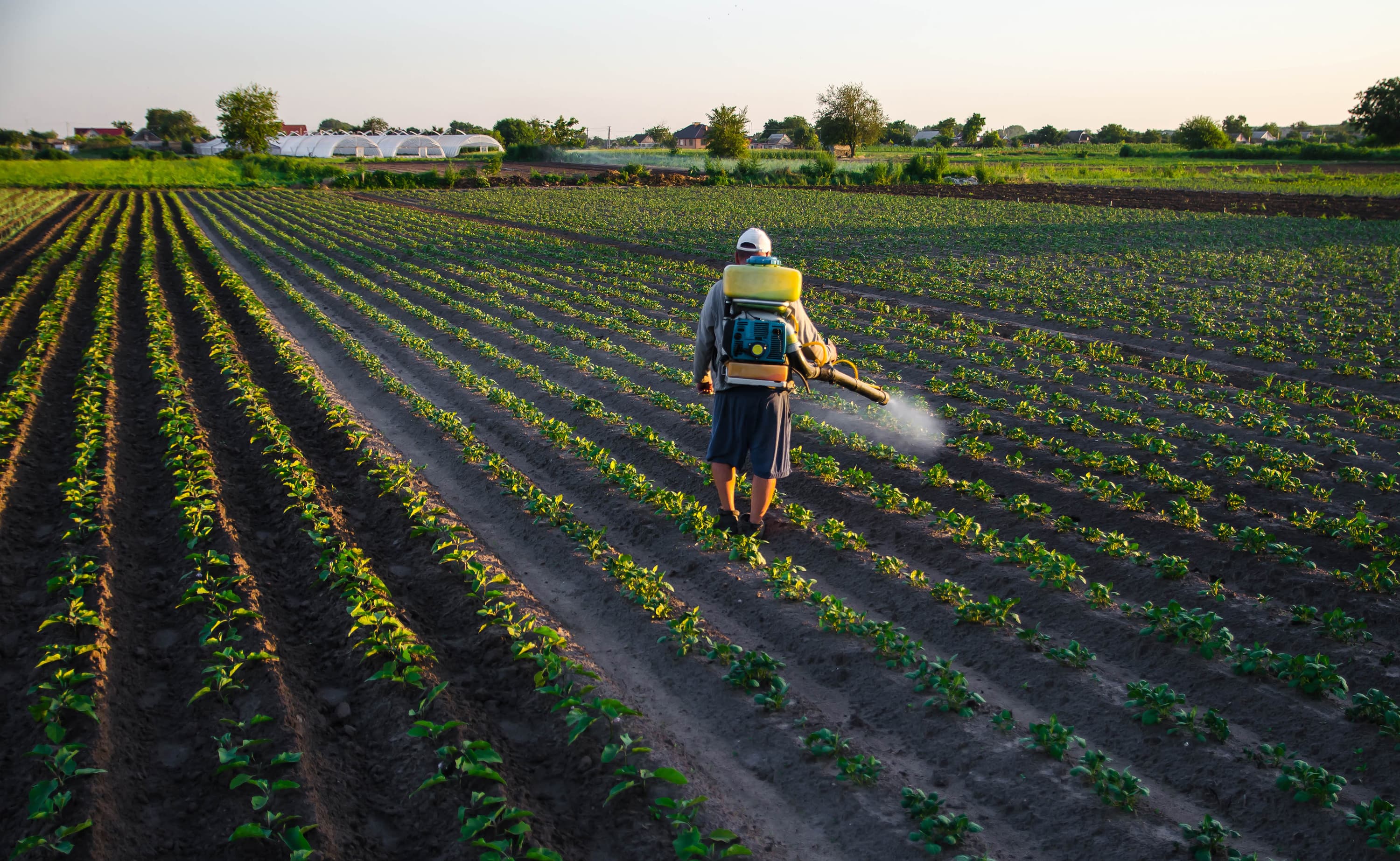 Pest control in a field