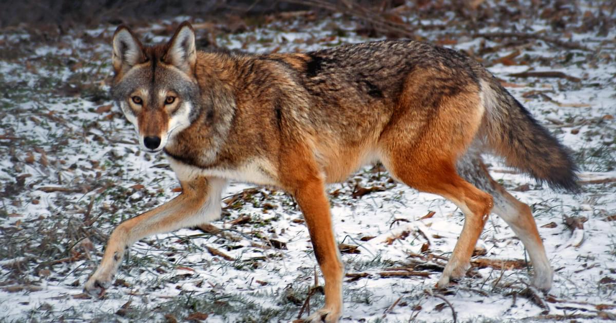 Saint Louis Zoo | Wildlife Reserve