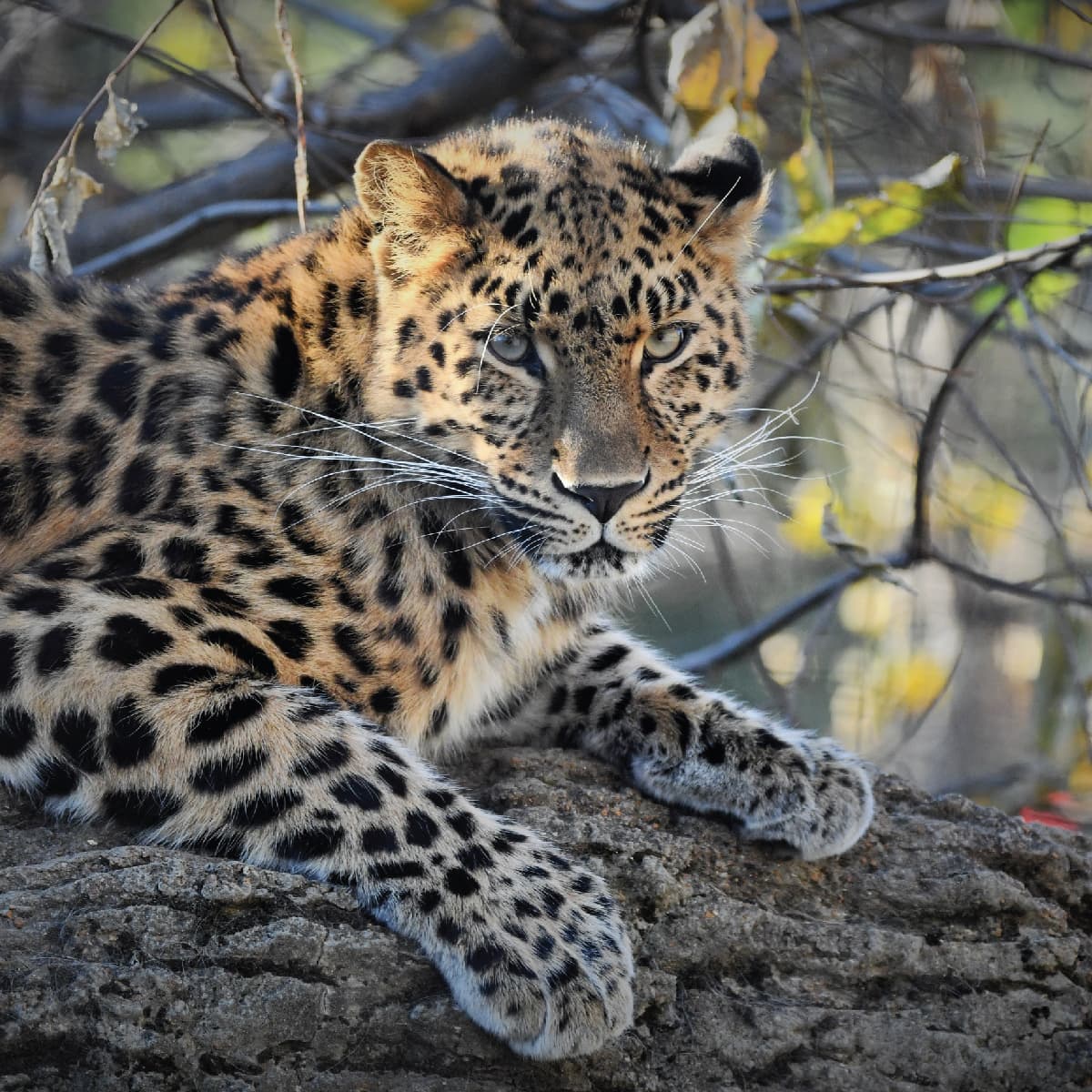 Amur leopard  Saint Louis Zoo