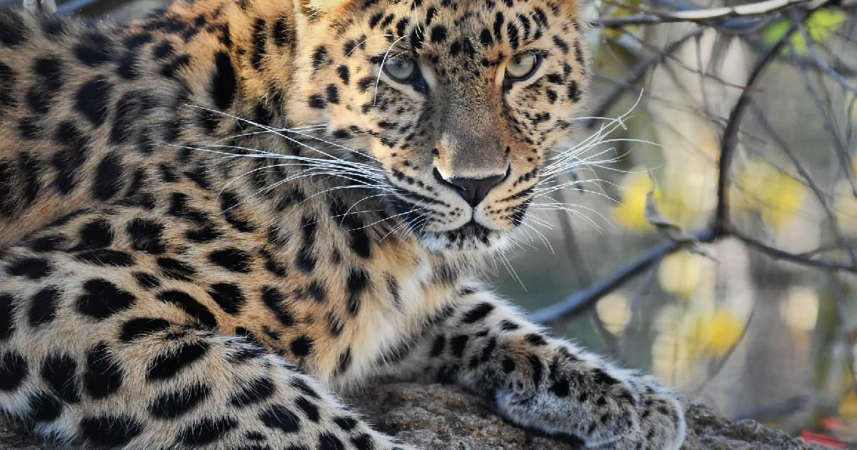 Saint Louis Zoo | Amur leopard