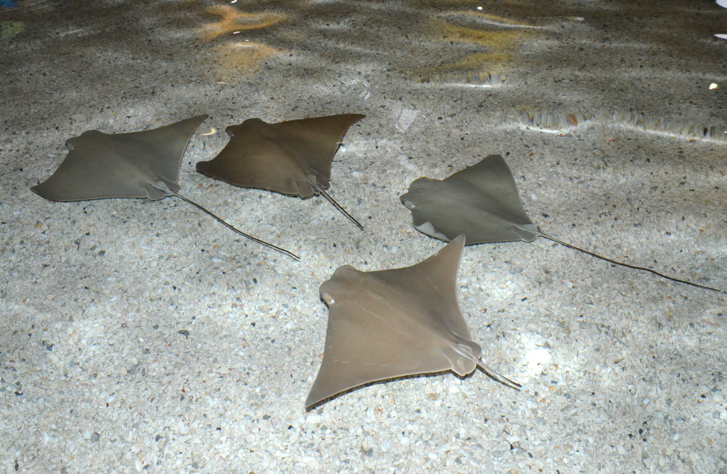 Stingray