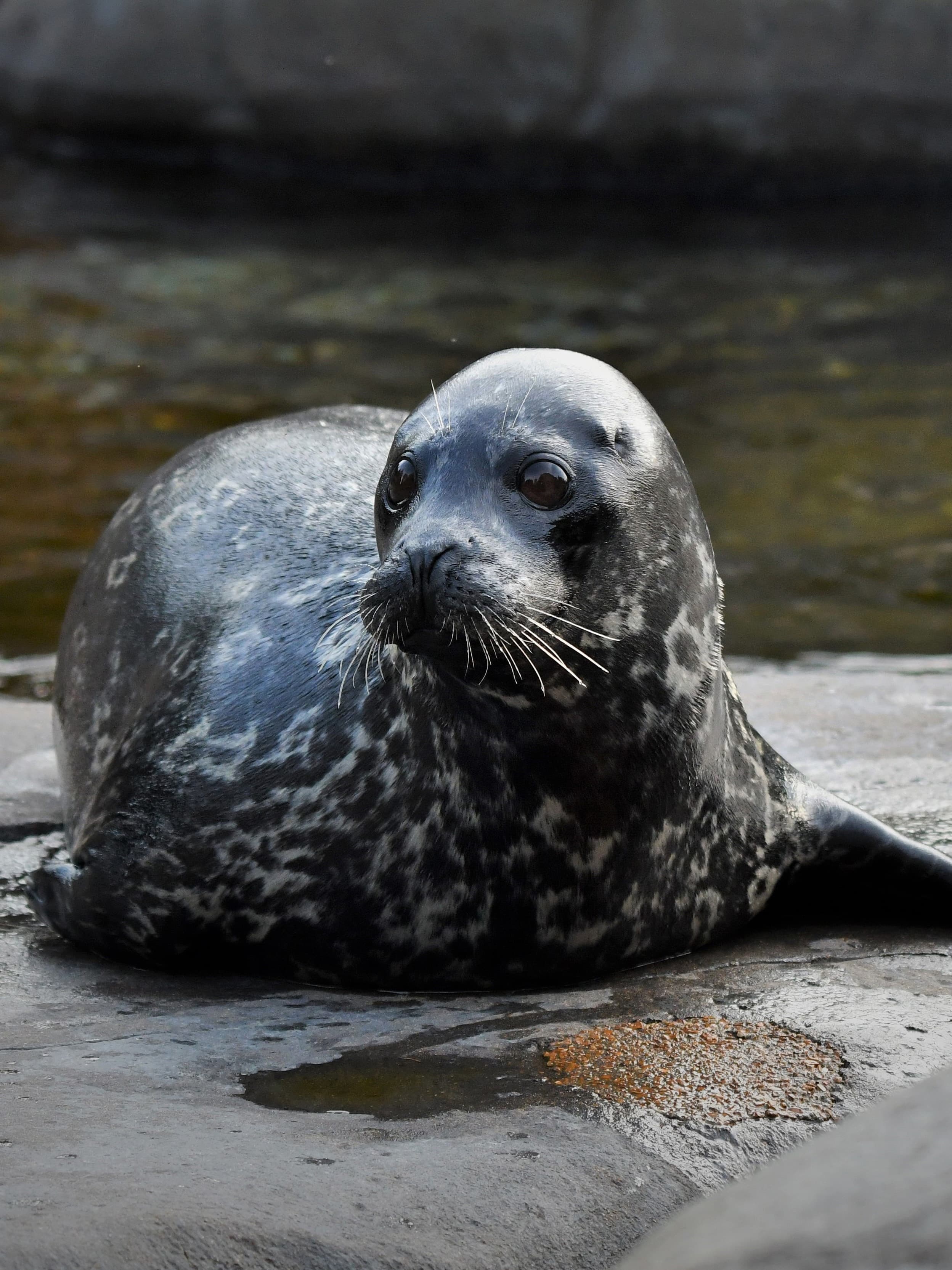 Saint Louis Zoo | Harbor Seal