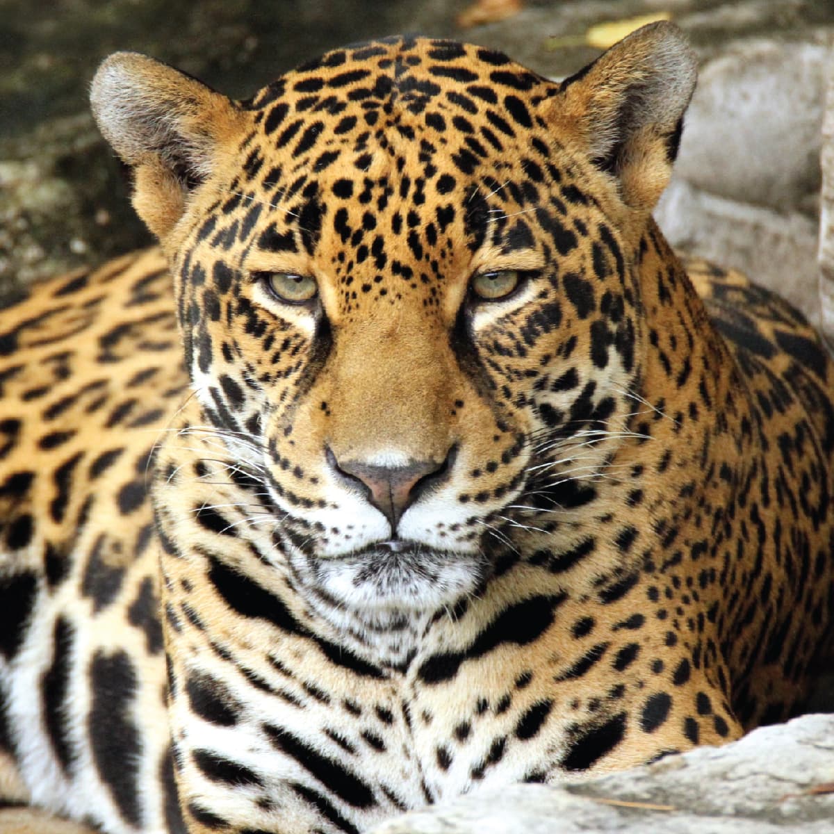Jaguar  Saint Louis Zoo