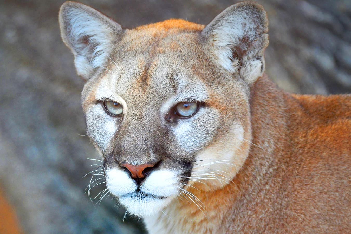 Puma Saint Louis Zoo Puma Saint Louis Zoo