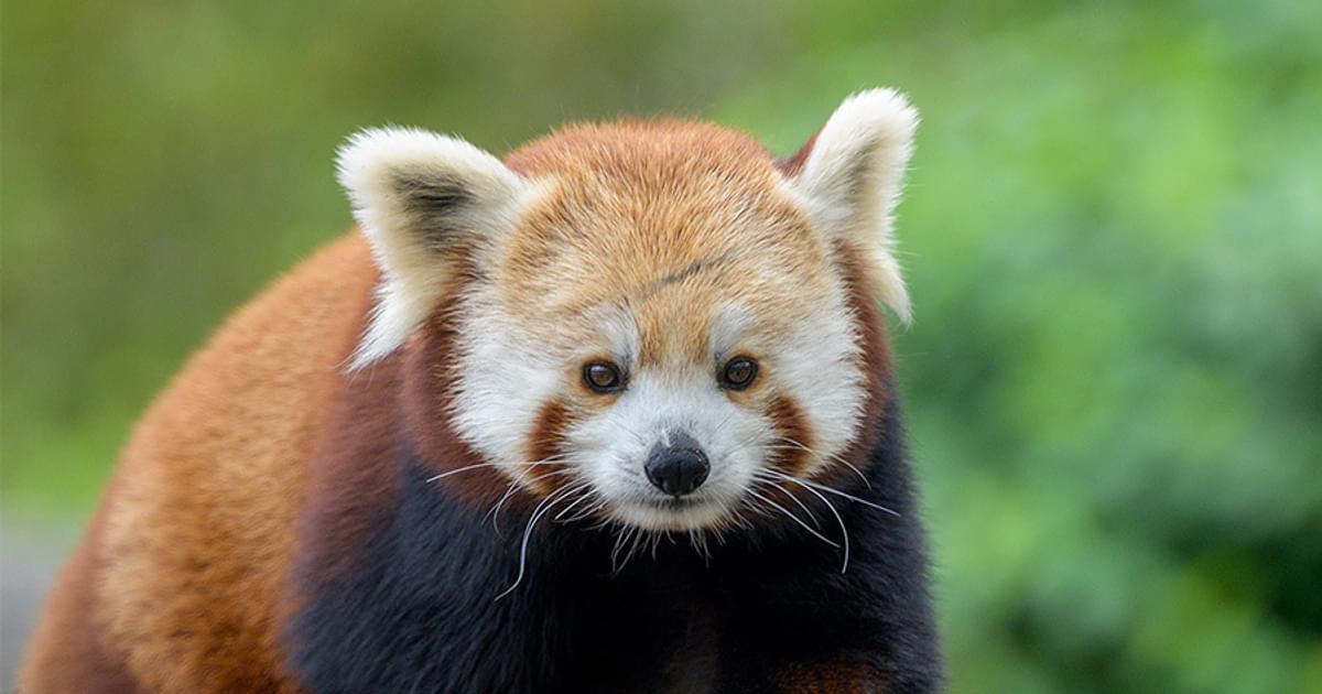 Saint Louis Zoo | Red Panda
