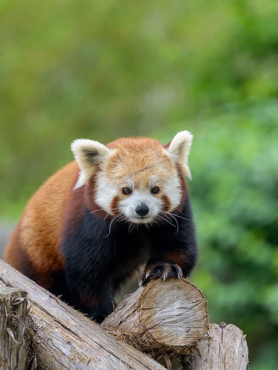 Saint Louis Zoo | Red Panda