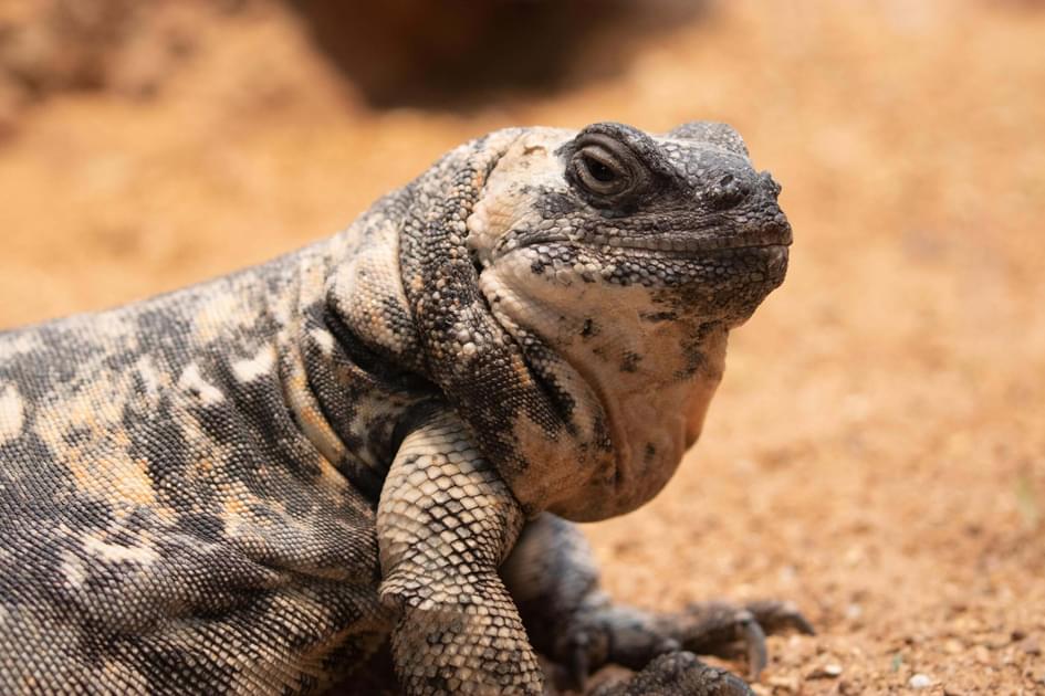 Chuckwana Female Chuckwalla