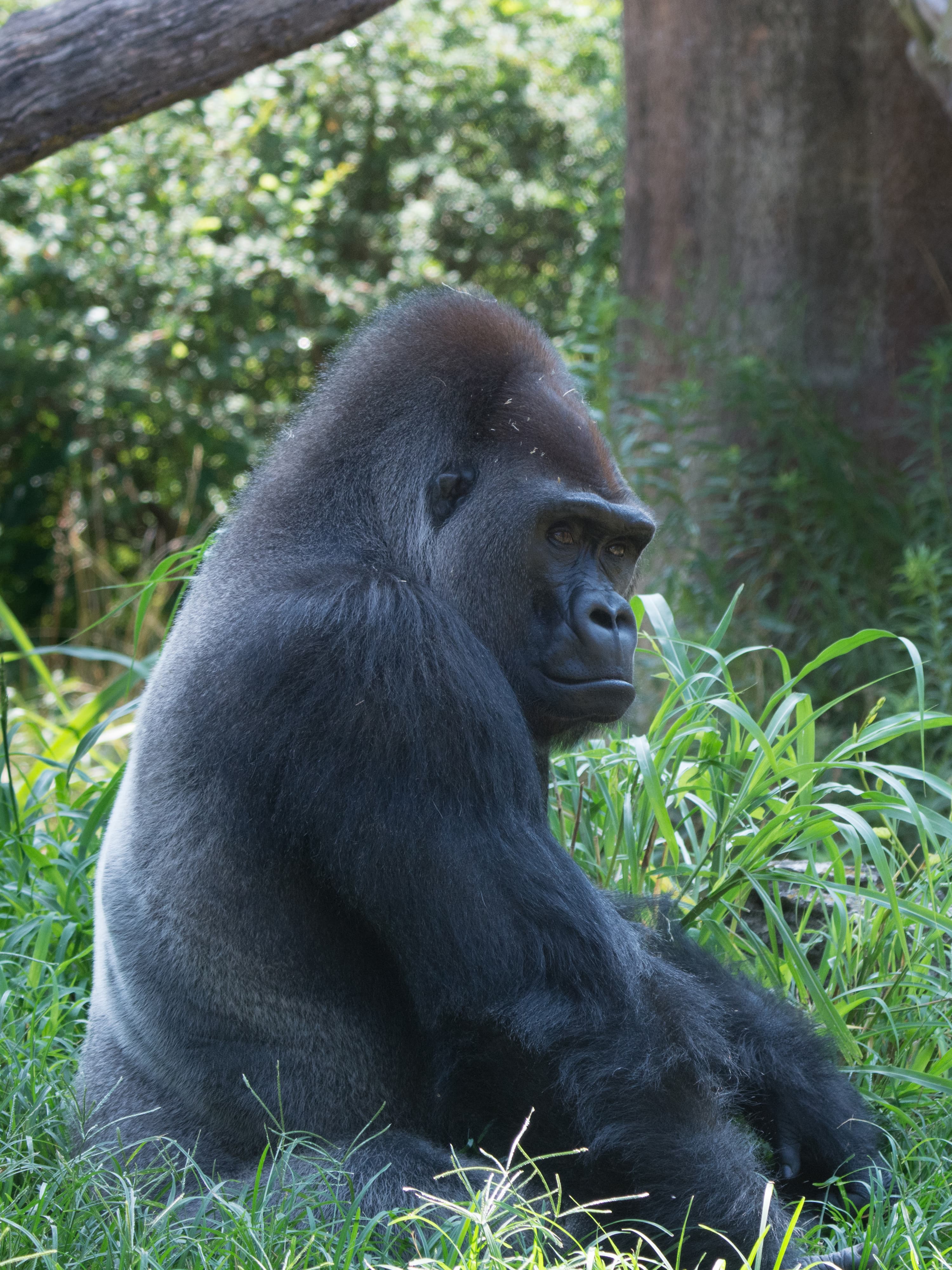 Types Of Gorillas Types Of Gorillas
